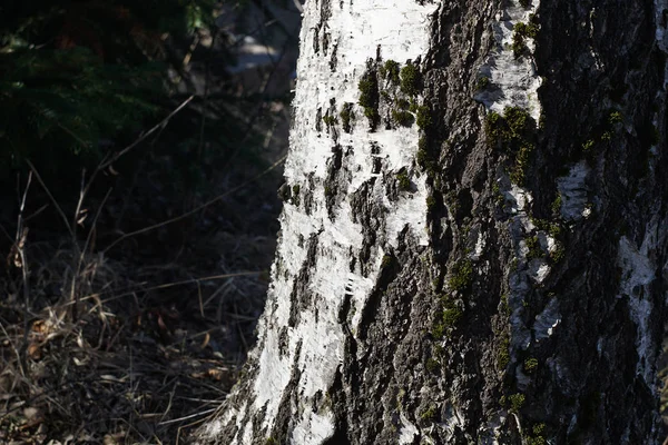 Velho casca árvore textura fundo, close-up — Fotografia de Stock