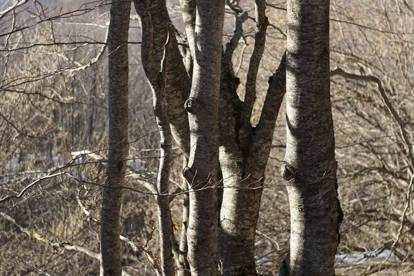 分枝树。详细和赤裸裸的树枝 — 图库照片