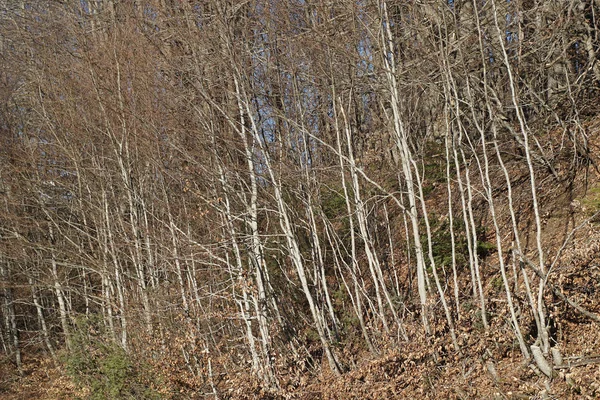 Árvores ramificadas. galhos de árvores detalhadas e nuas — Fotografia de Stock