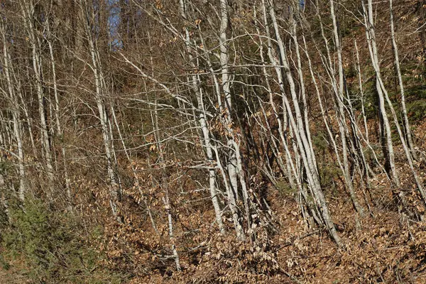 Árvores ramificadas. galhos de árvores detalhadas e nuas — Fotografia de Stock