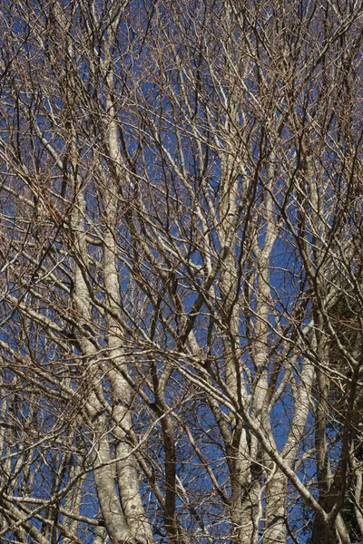 Árboles ramificados. ramas de árboles detallados y desnudos —  Fotos de Stock