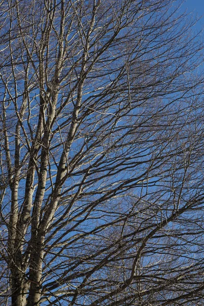 Árvore ramificada. galhos de árvores detalhadas e nuas — Fotografia de Stock
