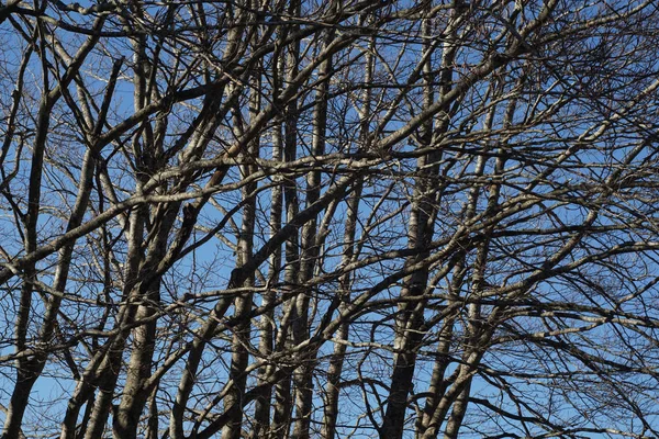 Vertakkings bomen. Gedetailleerde en naakte bomen takken — Stockfoto