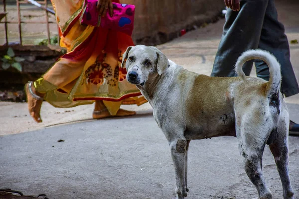 รูปสุนัขถนนที่หิวโหยและบริสุทธิ์ เดินทางบนถนนอินเดียที่วุ่นวาย — ภาพถ่ายสต็อก