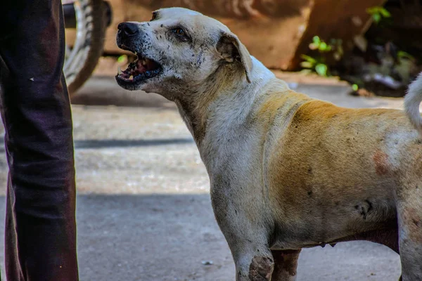 Meşgul Hindistan caddesinde gezinen aç ve masum sokak köpeğinin resmi.