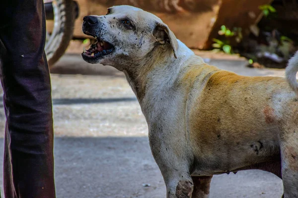 Picture of hungry and innocent street dog roaming on the busy indian street — Stock Photo, Image