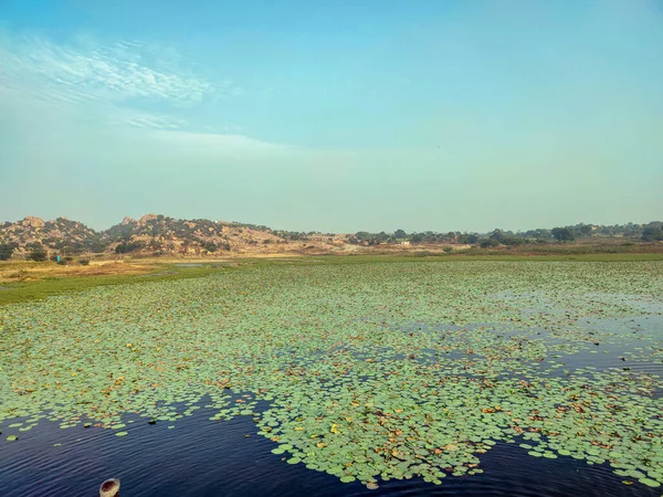 Foto de stock de la orilla del río santo Bhima cerca del templo lord Mallaya, cubierta de agua del río por hojas de loto. Imagen capturada temprano en la mañana, montañas y cielo azul en el fondo. —  Fotos de Stock