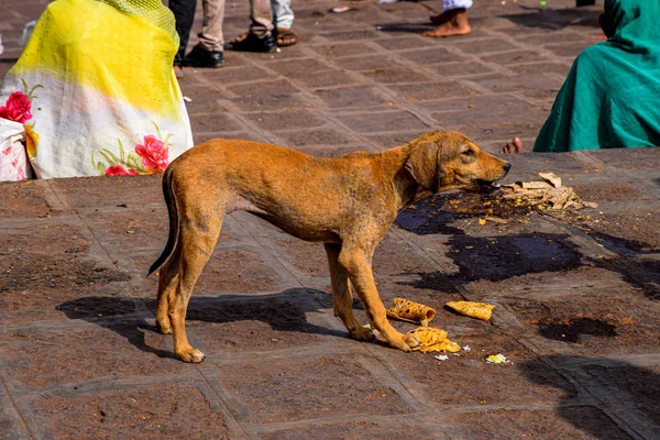 Caddeye fırlatılan yemeğini yiyen aç, sıkıcı bir sokak köpeğinin resmi. — Stok fotoğraf