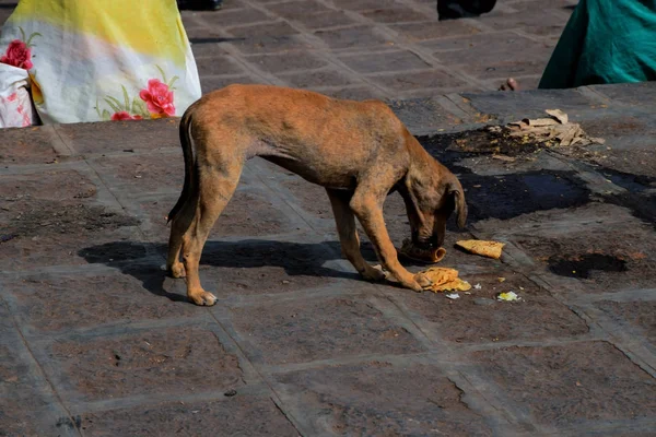 Picture of a Hungry dull street dog eating his food which is thrown at the street — Stock Photo, Image