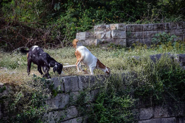 Photo de deux chèvres debout et mangeant de l'herbe verte dans le village — Photo