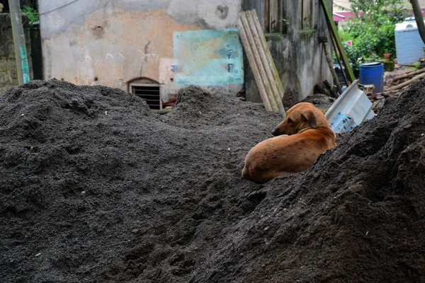 Back View Street Dog Sitting Dump Sand — Stock Photo, Image