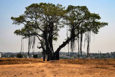 Köyün yol kenarındaki yasli banyan agaci parlak günisigi altinda.