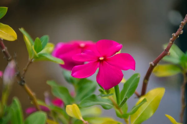 Beautiful Pair Dark Pink Color Catharanthus Flowers — Stock Photo, Image