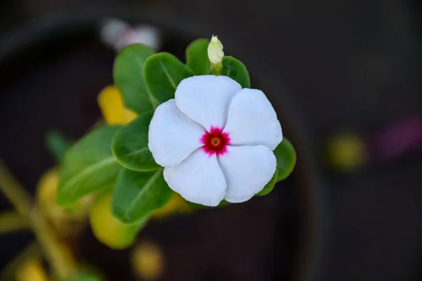 Vista Superior Bela Cor Branca Flores Catharanthus — Fotografia de Stock