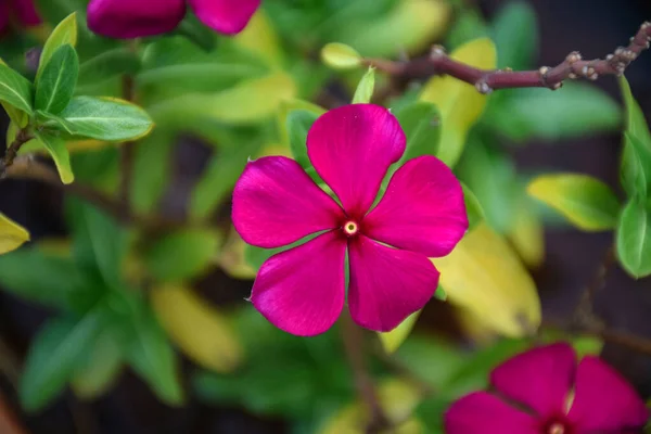 Vista Superior Cor Rosa Escuro Flores Catharanthus — Fotografia de Stock