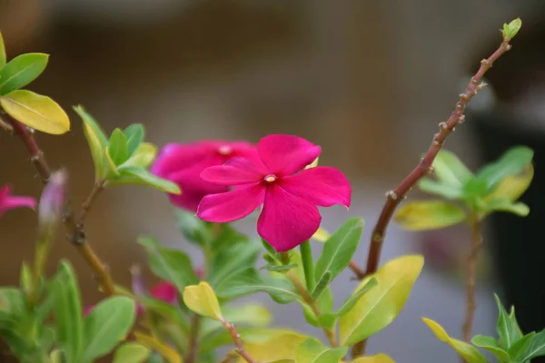 Vista Lateral Bela Cor Rosa Flores Catharanthus — Fotografia de Stock