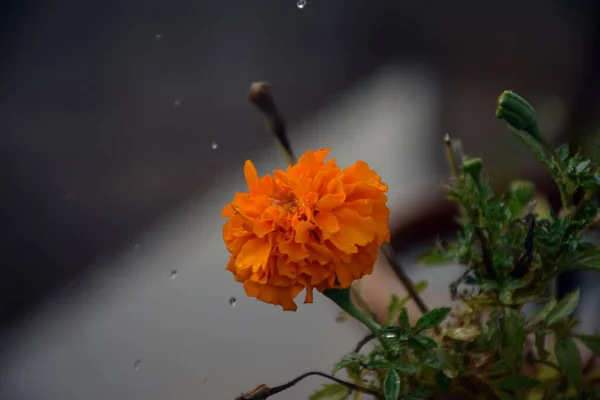 Sprinkling Water Beautiful Orange Marigold Flower — Stock Photo, Image