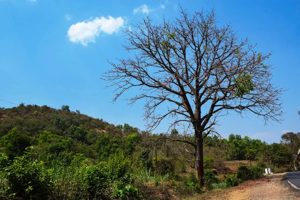 Grande Árvore Velha Lado Estrada Floresta Índia — Fotografia de Stock