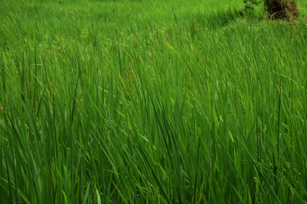 Carex Aquatillis Plant Grown Agricultural Field — Stock Photo, Image