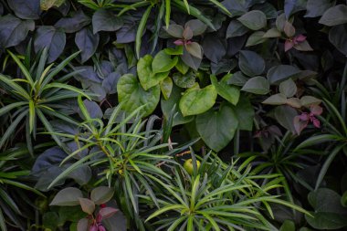 Bahçede çok çeşitli bitkiler var.