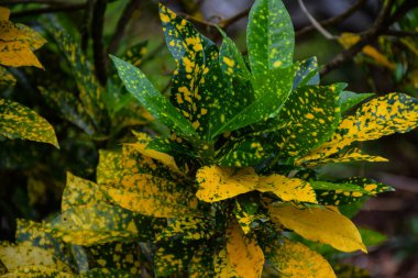 Güzel benekli Japon aucuba defne yaprağı