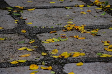 Sonbahar mevsiminde yere düşen sarı yapraklar