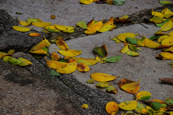 Žluté Listy Spadly Zem Podzimní Sezóně — Stock fotografie