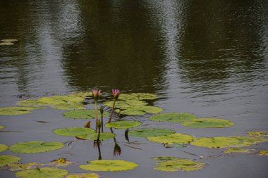 Gölde yapraklarla çevrili mor renkli çekici nilüfer çiçeği.
