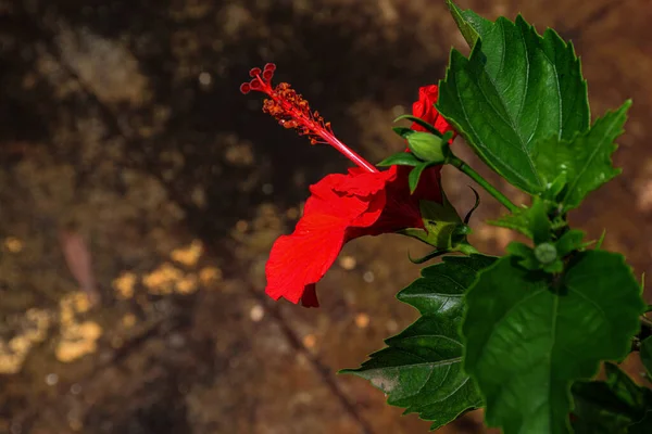 Vista Lateral Hibisco Vermelho Flor Malva Rosa — Fotografia de Stock