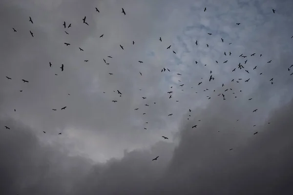 Ptáci Letící Zamračené Obloze — Stock fotografie