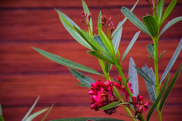 Close Red Oleander Flowers Plant Garden Area — Stock Photo, Image