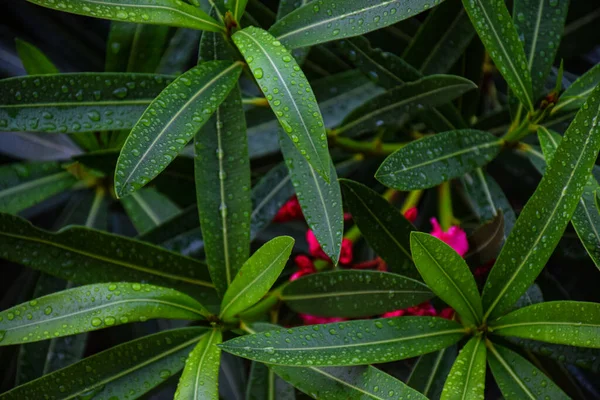 Imagen Una Gota Agua Sobre Hoja Adelfa Verde —  Fotos de Stock