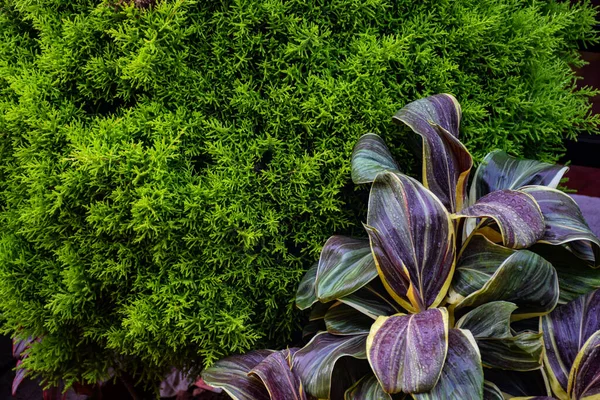 Bahçe bölgesindeki eğreltiotu ve otları kapatın.