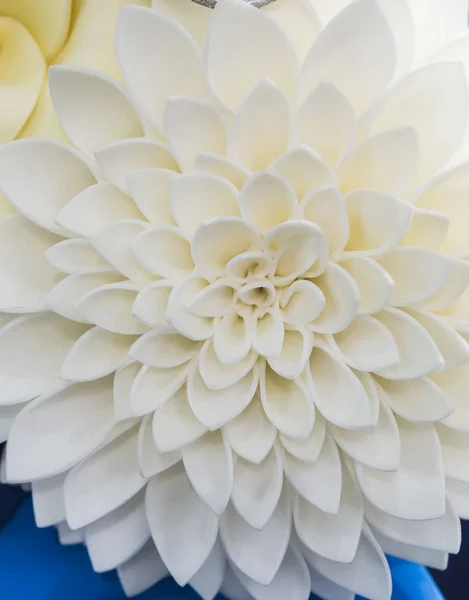 Цветы на белом фоне — стоковое фото