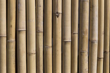 Arka plan doğal bambu