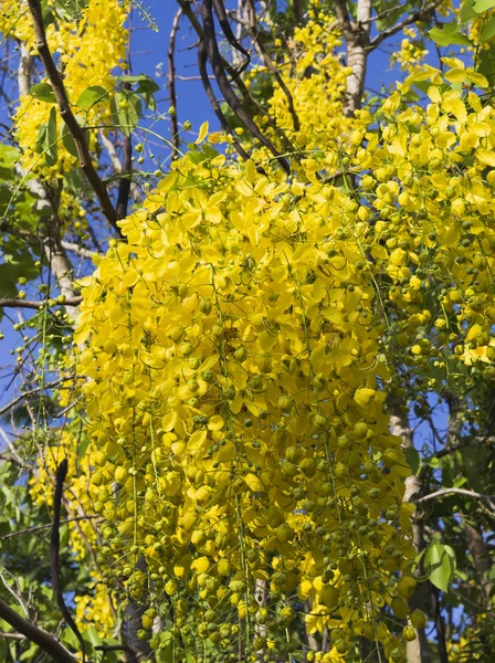 Κίτρινα λουλούδια Ταϊλάνδης με το μπλε του ουρανού — Φωτογραφία Αρχείου