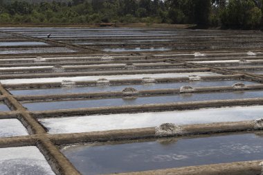 Tarlaları üzerinde tuz çıkarımı