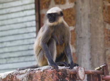 Maymun vahşi Kızılderili aktif ve kalın