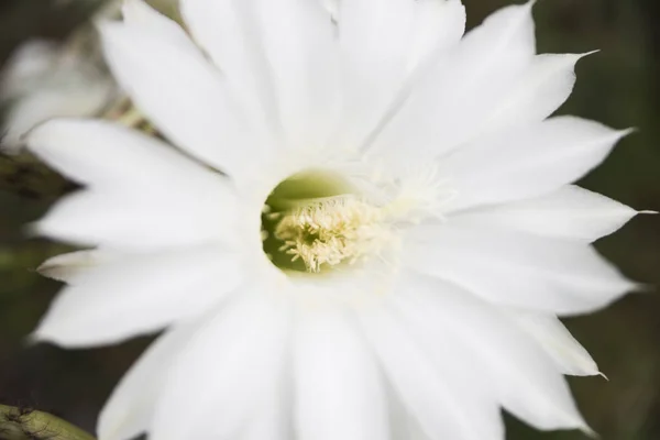 Rare kind of cactus blossom — Stock Photo, Image