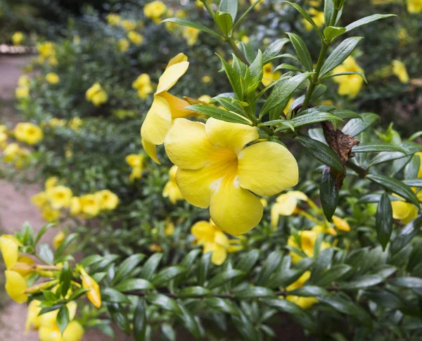 Gele bloem Thaise mooie achtergrond — Stockfoto