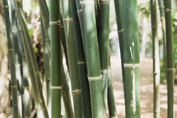 Bakgrund av grön bambu naturligt — Stockfoto