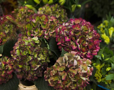 Doğal Eko Pazar renklerde birçok farklı renkleri vardır