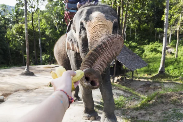 印度大象在泰国 — 图库照片