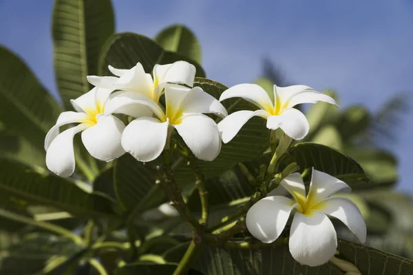 Blume weißer Farbe auf grünem Hintergrund — Stockfoto
