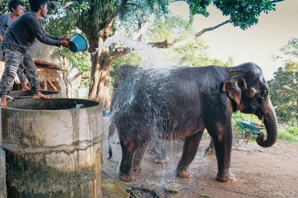 Indiai elefántok Thaiföldön — Stock Fotó