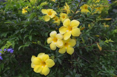 Tayland güzellik ve koku sarı çiçek