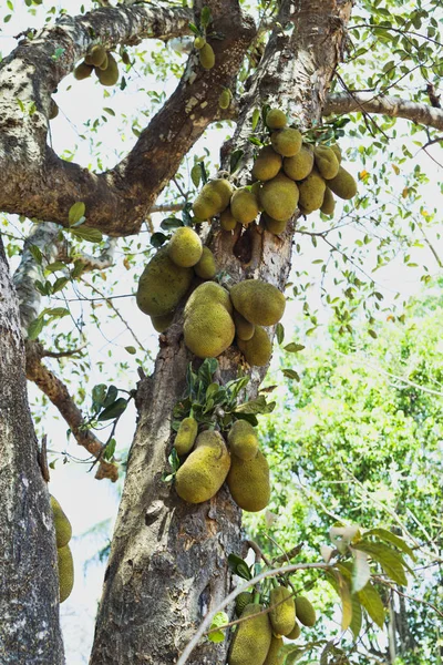 Багато фруктів Джека на дереві, букет фруктів Джека на дереві — стокове фото