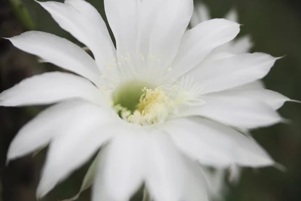 Одного разу красива квітка кактуса, рідкісна — стокове фото