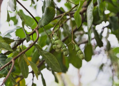 Dünyanın en pahalı fıstık kaju fıstığı vardır