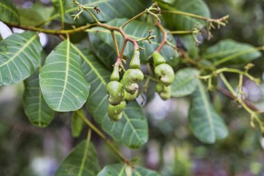 Dünyanın en pahalı fıstık kaju fıstığı vardır